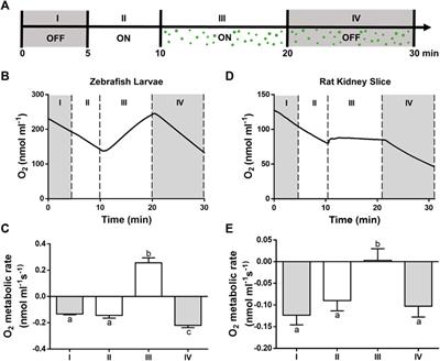 Development of a Novel Perfusable Solution for ex vivo Preservation: Towards Photosynthetic Oxygenation for Organ Transplantation